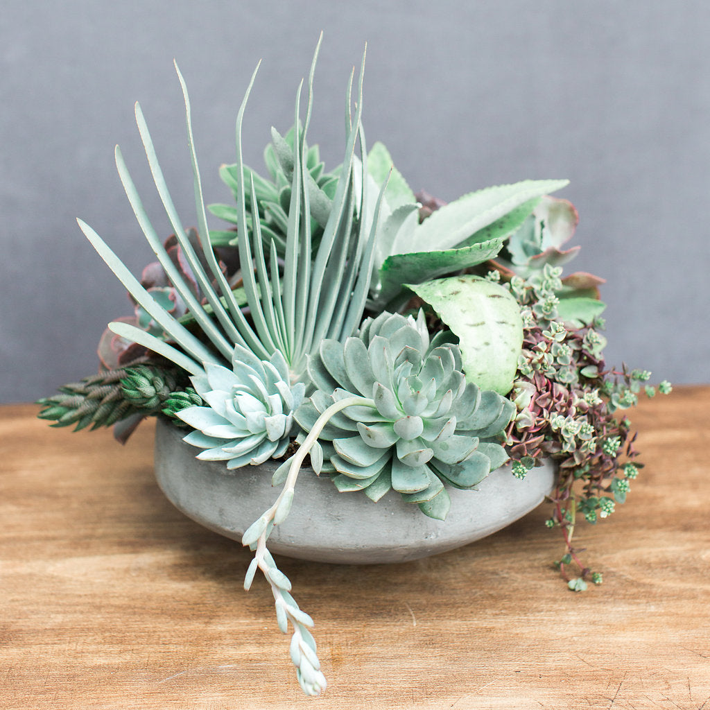 succulent arrangement gift Succulent Arrangement Gift for Local Delivery