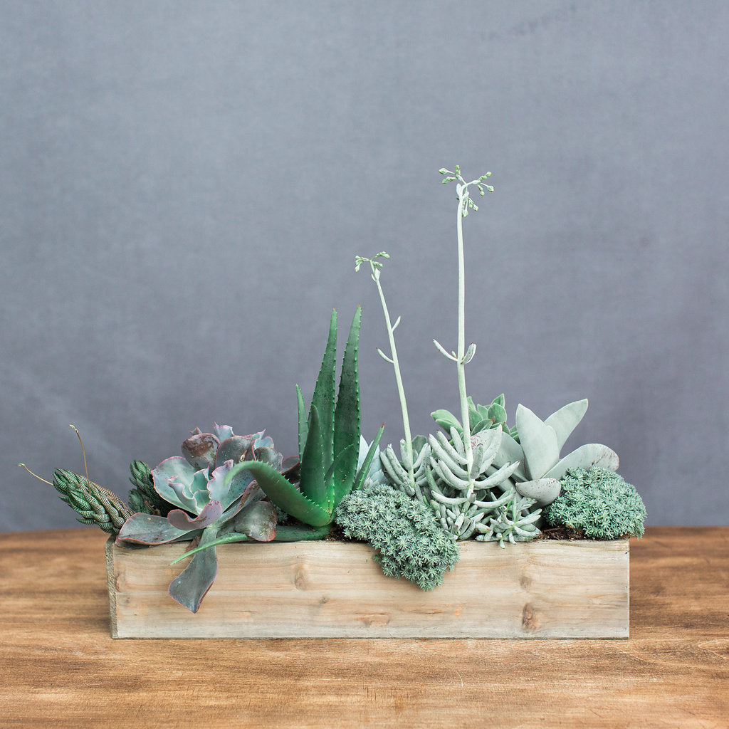 A reclaimed wood box filled with a variety of green succulent plants, arranged as an indoor centerpiece.