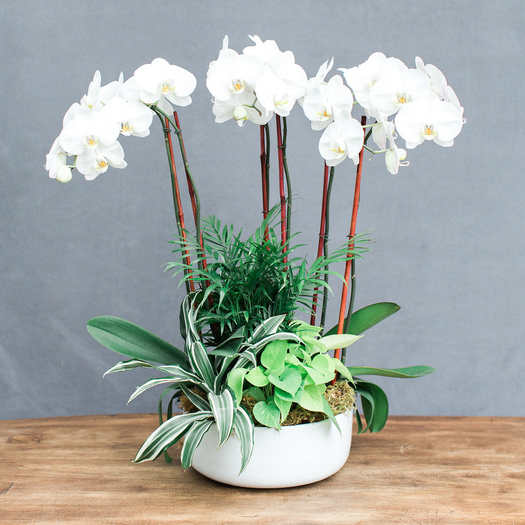 A potted plant arrangement featuring white orchids and various green plants in a white bowl.