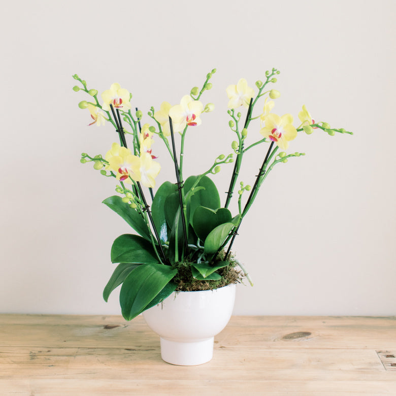 yellow orchids flower delivery aptos seascape flowers