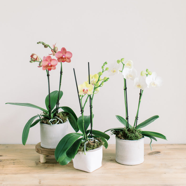 Colorful orchids - order orchid flower delivery in Santa Cruz County