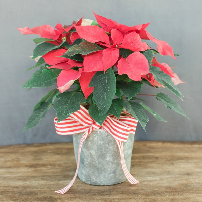 red poinsettia with bow in pot for delivery in Scotts Valley, Santa Cruz, Soquel, Capitola, Aptos, La Selva, Corralitos, and Watsonville