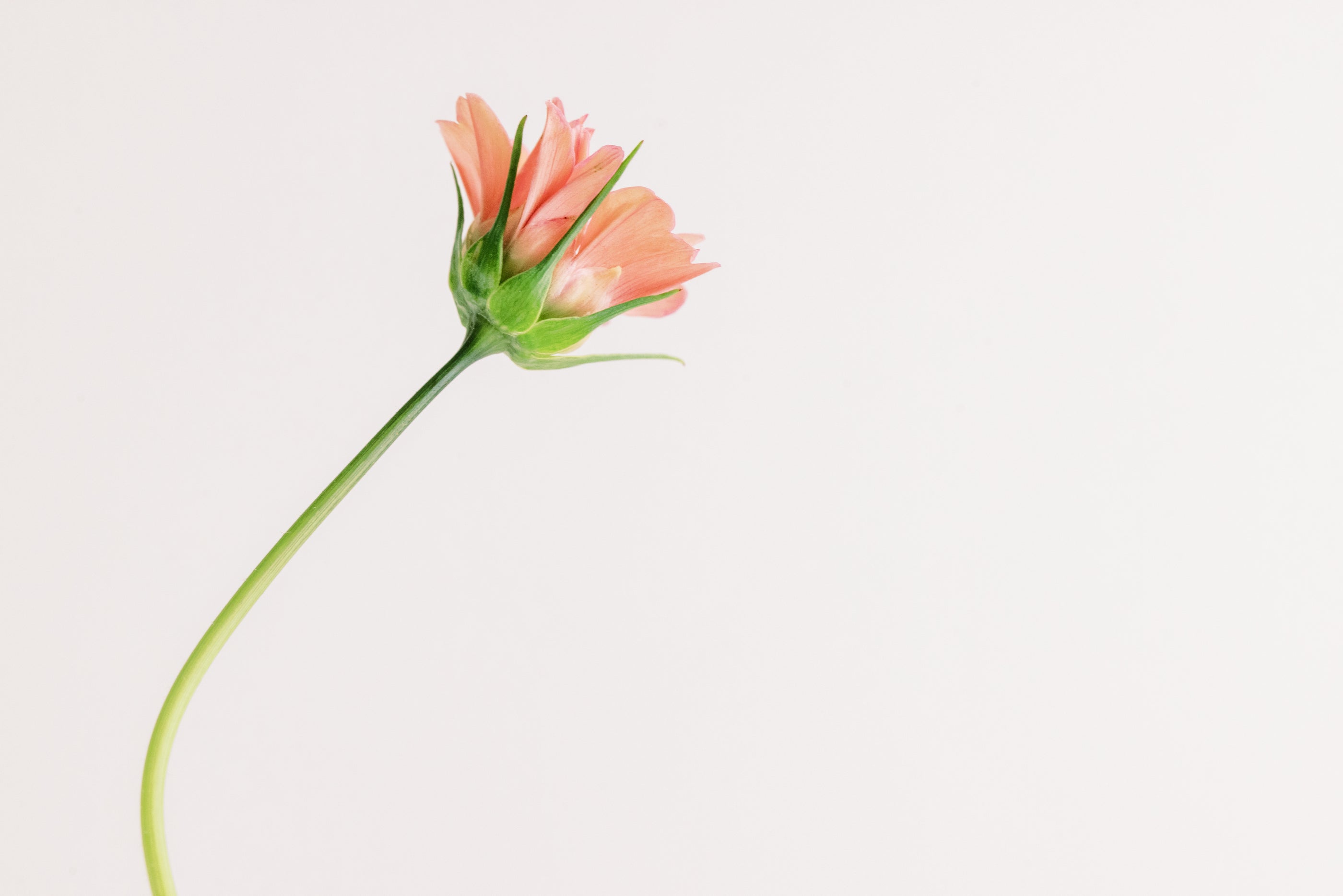 A single salmon pink flower with a long green stem, angled to the left against a plain white background