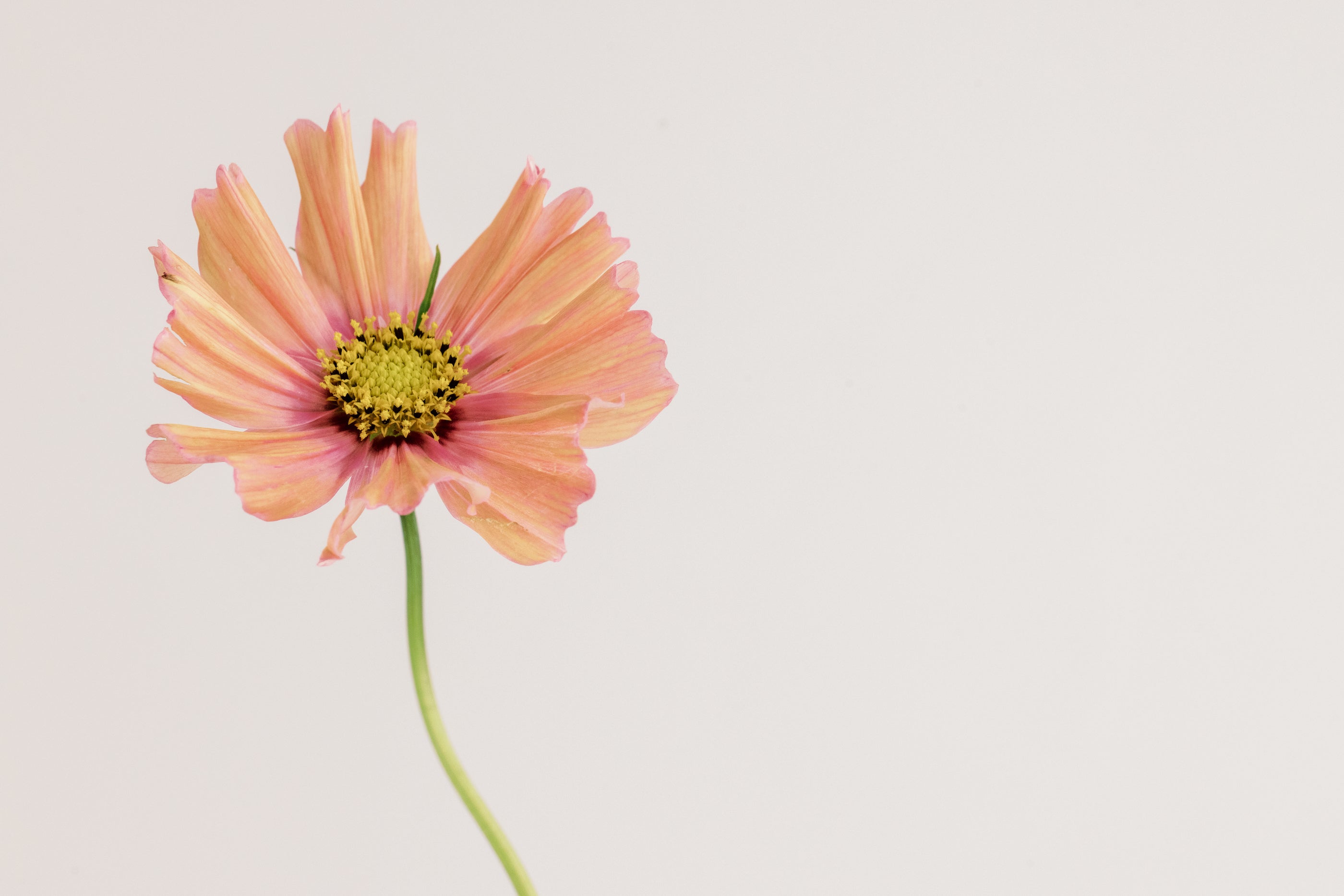 A vibrant coral pink daisy with delicate petals and a prominent yellow center, perched on a curving green stem against a soft beige background