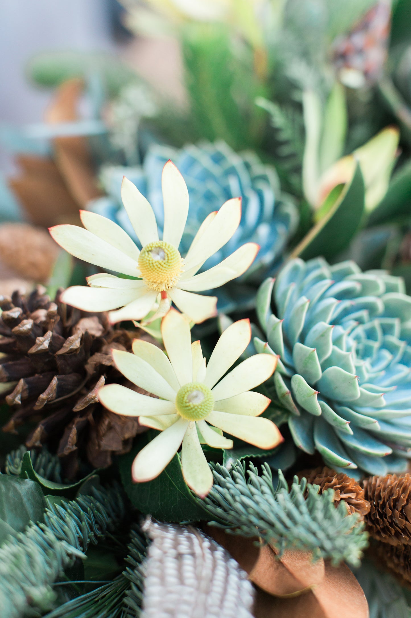 close up of unique succulent arrangement by seascape flowers