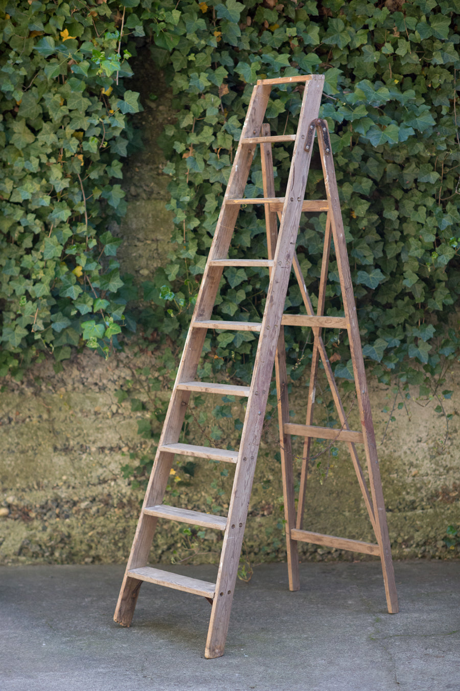 Vintage Wooden Ladder - Seascape Flowers