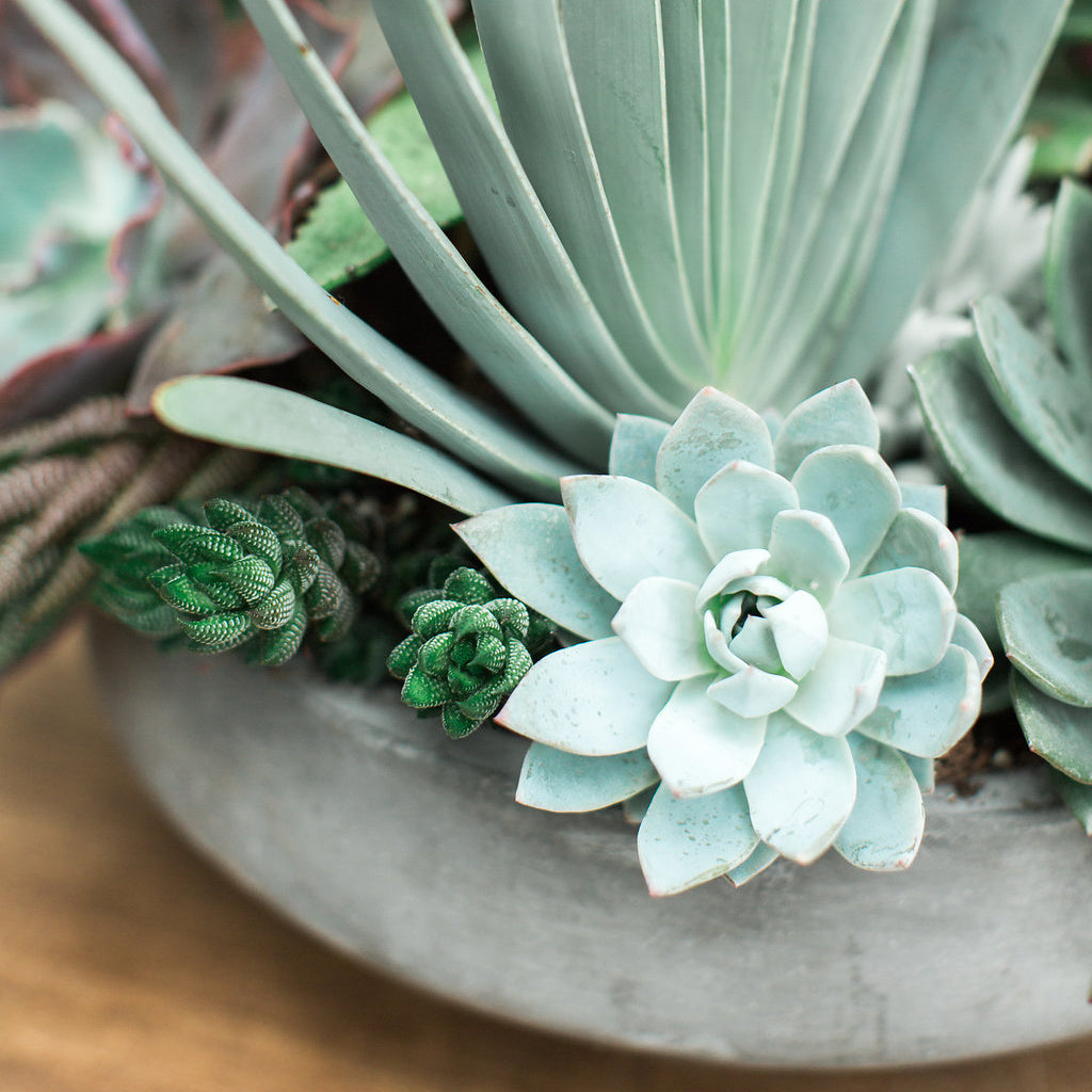 succulent flower arrangements delivery Succulent Arrangement Gift for Local Delivery