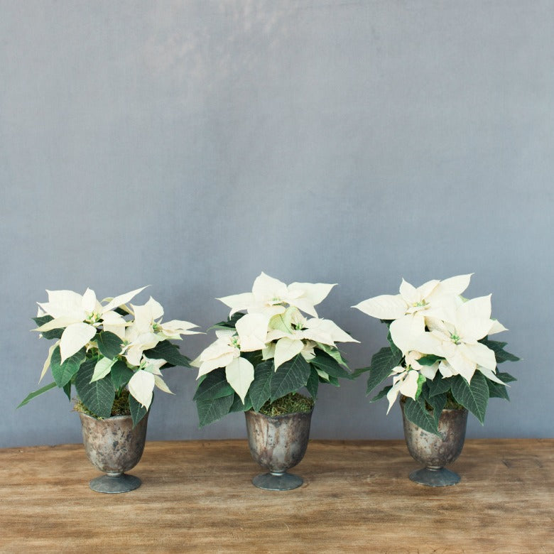 white poinsettias in vase - order poinsettia delivery from seascape flowers santa cruz area florist